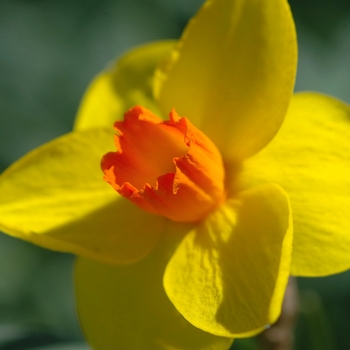 Narcissus 'Loch Hope' (034066)