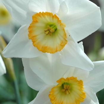 Narcissus 'Manon Lescaut' (034069)