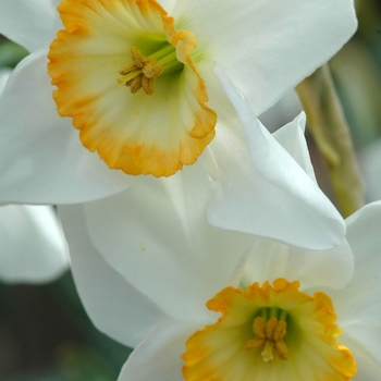 Narcissus 'Manon Lescaut' (034070)