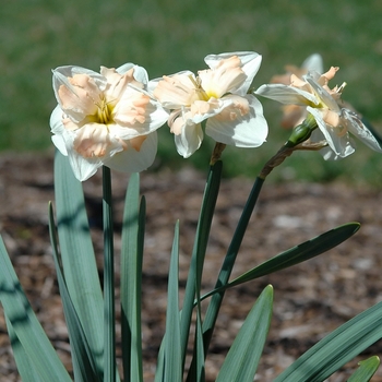 Narcissus 'Mary Gay Lirette' (034073)