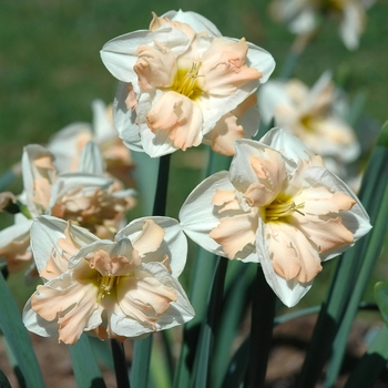 Narcissus 'Mary Gay Lirette' (034074)