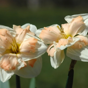 Narcissus 'Mary Gay Lirette' (034076)