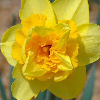 Narcissus 'Meeting' (034077)