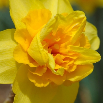 Narcissus 'Meeting' (034078)