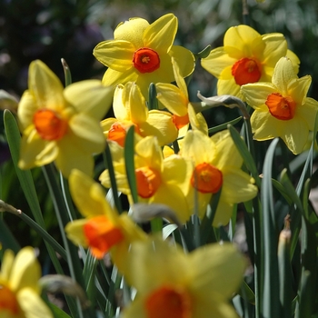 Narcissus 'Monal' (034080)