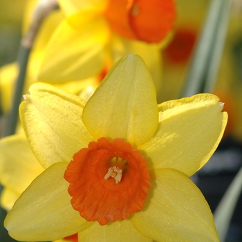 Narcissus 'Monal' (034081)