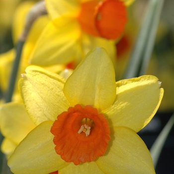 Narcissus 'Monal' (034082)