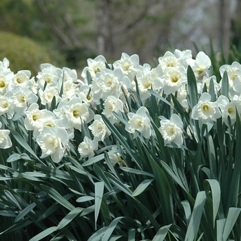 Narcissus 'Mount Hood' (034084)