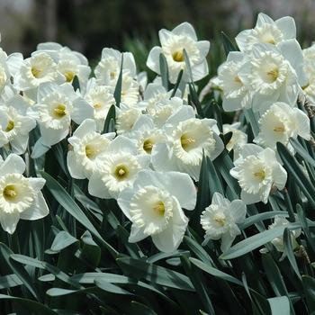 Narcissus 'Mount Hood' (034085)