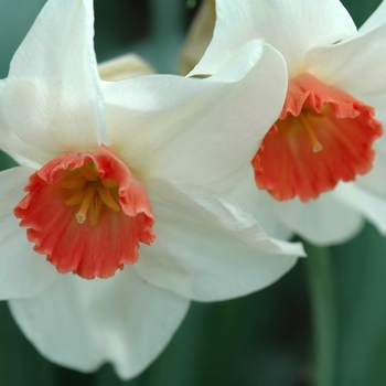 Narcissus 'Newcomer' (034089)