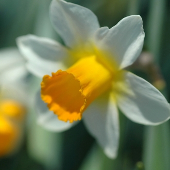 Narcissus 'Nor-Nor' (034090)