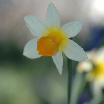 Narcissus 'Nor-Nor' (034091)