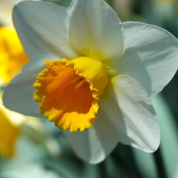 Narcissus 'Oregon Lights' (034093)
