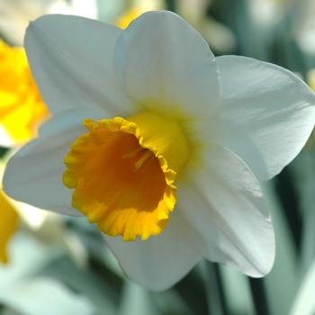 Narcissus 'Oregon Lights' (034094)