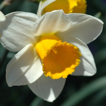Narcissus 'Oregon Lights' (034095)