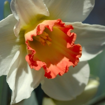 Narcissus 'Pink Charm' (034108)