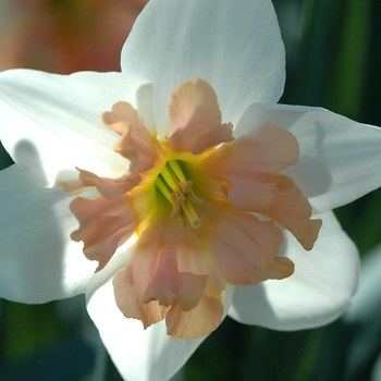 Narcissus 'Pink Formal' (034109)