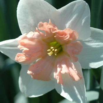 Narcissus 'Pink Formal' (034110)