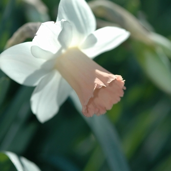 Narcissus 'Pink Silk' (034112)
