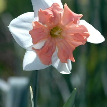 Narcissus 'Pink Tango' (034116)