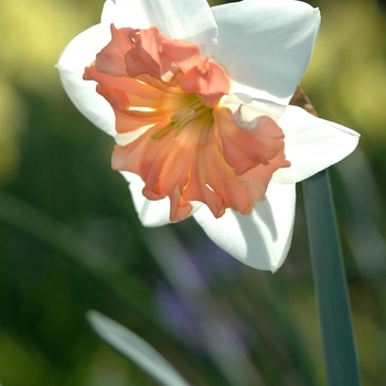 Narcissus 'Pink Tango' (034117)