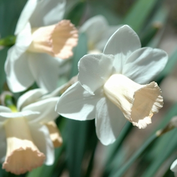 Narcissus 'Potential' (034125)