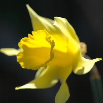 Narcissus 'Pseudoarcissus' (034127)