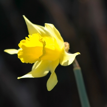 Narcissus 'Pseudoarcissus' (034128)
