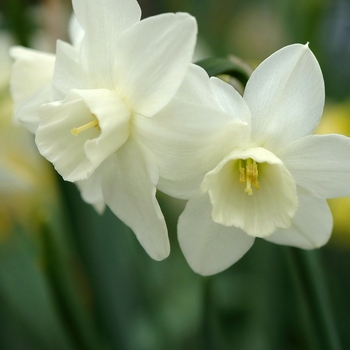 Narcissus 'Pueblo' (034131)
