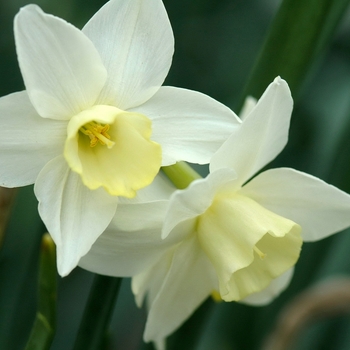 Narcissus 'Pueblo' (034132)