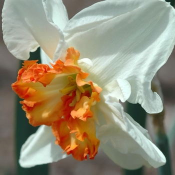 Narcissus 'Ring of Fire' (034138)