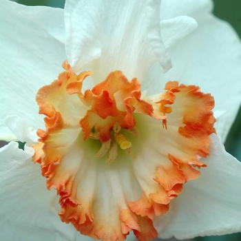 Narcissus 'Ring of Fire' (034139)