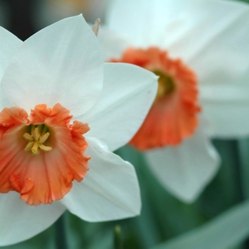 Narcissus 'Ruby Romance' (034142)