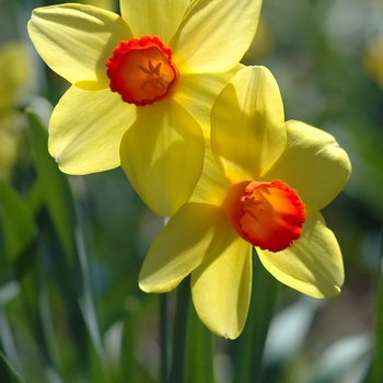 Narcissus 'Scarlet Chord' (034146)