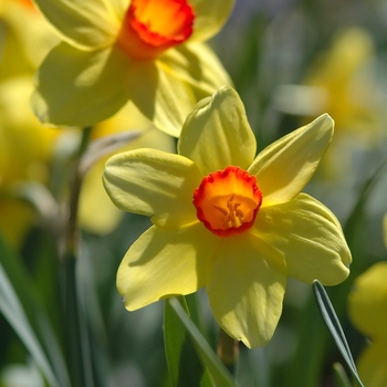 Narcissus 'Scarlet Chord' (034147)