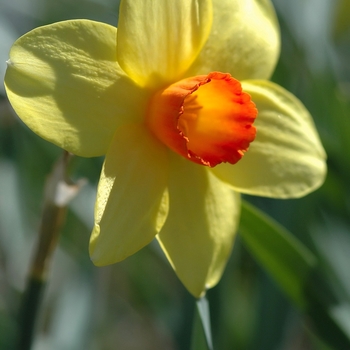 Narcissus 'Scarlet Chord' (034148)
