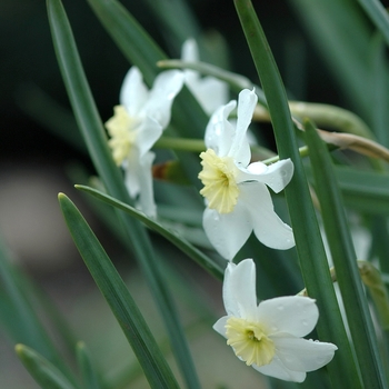 Narcissus 'Segovia' (034151)