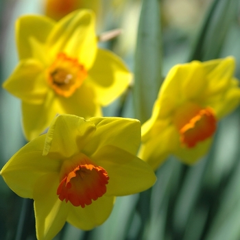 Narcissus 'Sonar' (034153)