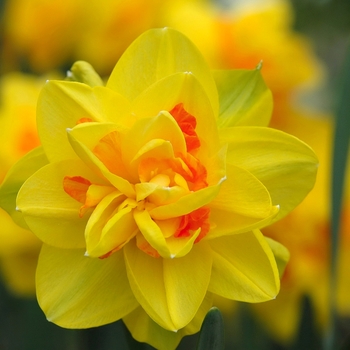 Narcissus 'Southern Hospitality' (034155)