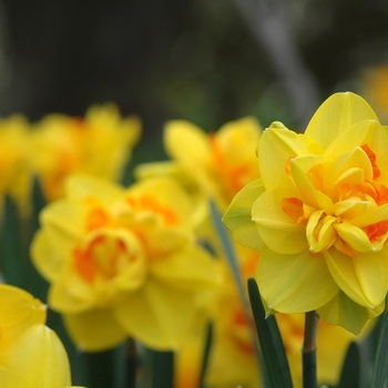 Narcissus 'Southern Hospitality' (034156)