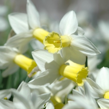 Narcissus 'Trena' (034176)