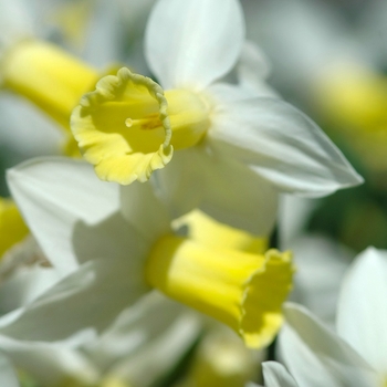 Narcissus 'Trena' (034177)