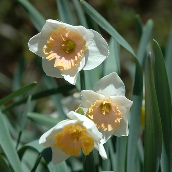 Narcissus 'Young Love' (034191)