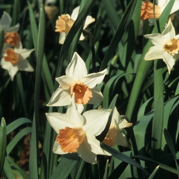 Narcissus 'Accent' (034196)
