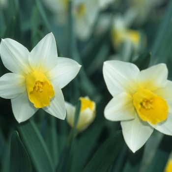 Narcissus 'Bravoure' (034200)