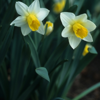 Narcissus 'Bravoure' (034201)