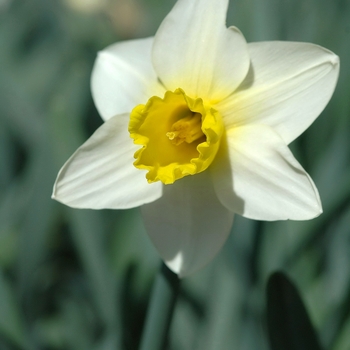 Narcissus 'Bravoure' (034202)