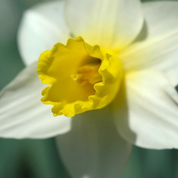 Narcissus 'Bravoure' (034203)