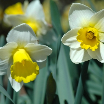 Narcissus 'Bravoure' (034204)