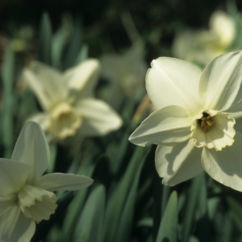 Narcissus 'Easter Moon' (034212)